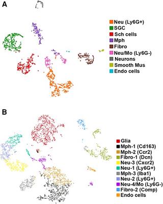 Transcriptional profiles of non-neuronal and immune cells in mouse trigeminal ganglia